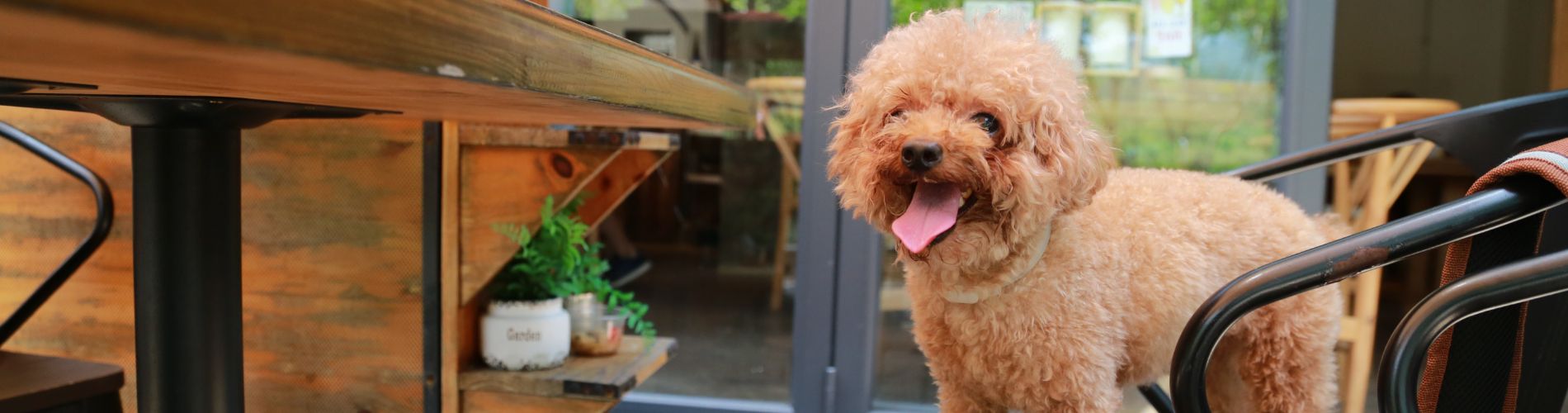 manchester dog friendly 1900x500.jpg